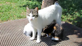 Konyaaltı'ndaki Sağanaktan Kurtarıldılar! Pırtık ve Kardeşleri Yuva Arıyor