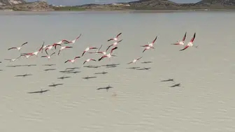 Burdur’un Kuruyan Yarışlı Gölü Canlandı: Flamingolar Geri Döndü