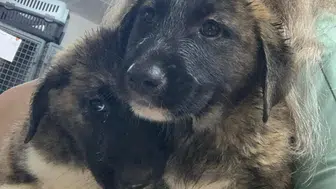 Alanya'da Sağanakta Mahsur Kalan Yavru Köpekler Kurtarıldı
