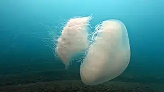 Antalya'nın Dev Misafirleri Veda Ediyor