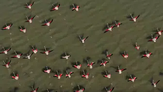 Burdur Yarışlı Gölü'nde Flamingo Şöleni
