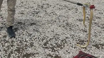 Burdur'da Korkutan Misafir: Eve Giren Hazer Yılanı Doğaya Salındı