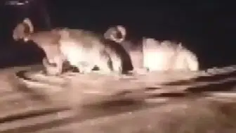 Hatay’da Sağanak Kurban Pazarını Vurdu, Hayvanlar Son Anda Kurtarıldı
