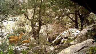 Antalya'nın Sarp Kayalıklarında Yaban Keçisi Ailesi Görüntülendi