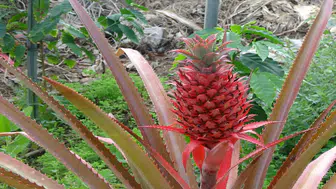 Alanya’da Tropikal Devrim: Avokado ve Mangodan Sonra Ananas da 'Yerli' Oluyor!