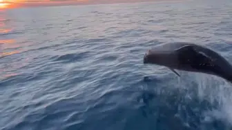Konyaaltı Sahili’nde Yunuslar Balıkçıları Yalnız Bırakmadı