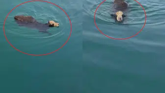 İskenderun'da Gemiden Kaçan Angus Denizde Yüzdü! O Anlar Kamerada