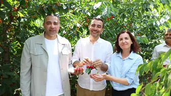 Manavgat’ta Kiraz Şenliği Coşkusu! CHP Heyeti Dalından Hasat Yaptı!