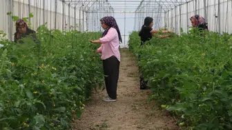 Adana’da Çorak Topraklar Sera ve Lavantayla Yeşerdi