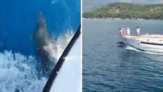Yunuslar Kemer'de Teknelere Eşlik Etti!