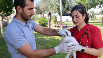 Antalya Büyükşehir Hayvan Ambulansı Göreve Devam Ediyor