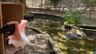 Antalya'da Flamingo Operasyonu: DKMP Ekipleri 4 Flamingoyu Kurtardı!