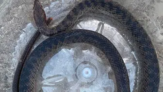 Serik'te Ev Sahiplerini Şoke Eden Misafir! Yılanı Ekipler Çıkardı