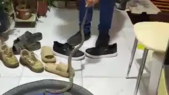 Kumluca’da Evine Girmek Üzere Olan Yılanı Uyarıp Doğaya Bıraktı