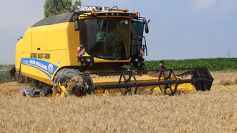 Arsuz'da Buğday Hasadı Sürüyor: 600-650 Kilogram Verim Elde Edildi