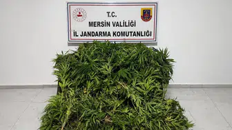 Jandarma Ormanda Kenevir Tarlası Buldu: Binlerce Kök Ele Geçirildi
