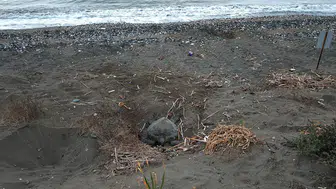 Mersin Sahillerinde Deniz Kaplumbağası Hareketliliği