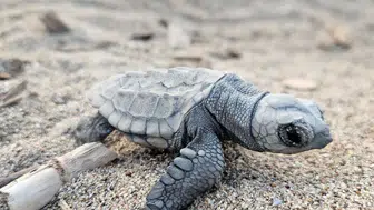 Belek'te Caretta Heyecanı: 5 Bin Yavru Mavi Sulara Ulaştı!