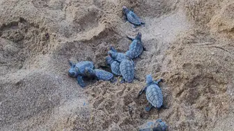 Manavgat Sahillerinde Caretta Caretta Yavrularının Deniz Yolculuğu