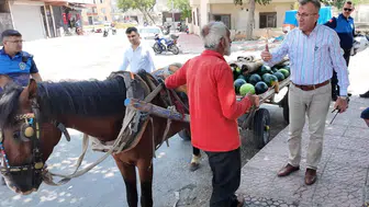 Karpuz Arabasını Çekerken Bayılmıştı! Kurtarılan Atın Yeni Yuvası Antalya Oldu