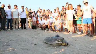 Antalya'da Engelli Caretta Caretta DOA İçin Seferberlik