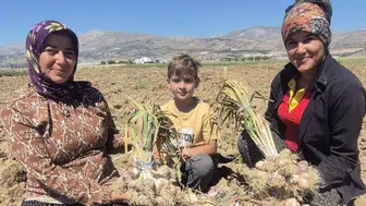 Elmalı Gilevgi Sarımsağında Tescil Öncesi İlk Hasat Heyecanı