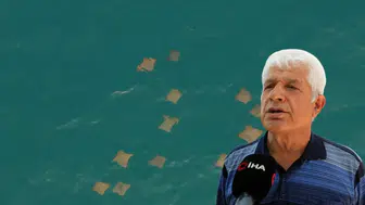 Manavgat Sahilinde Sürü Halinde Gezen Vatozlar Dron Kamerasıyla Görüntülendi