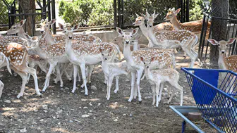 Tarsus Doğa Parkı'nda Yavru Sevinci! Aslandan Zebraya Birçok Türde Doğum Gerçekleşti