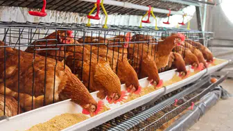 Tavuk Eti Üretimi Sert Düştü, Yumurta Zirveye Koştu