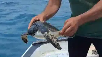 Samandağ’da Oltaya Takılan Caretta Caretta Son Anda Kurtarıldı