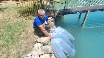Manavgat'ın Sularına 400 Bin Yeni Balık