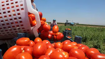 Tarlada Başka Pazarda Başka! Hataylı Üreticiden "Aracı" İsyanı