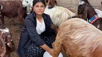 16 Yaşındaki Esmanur 5 Keçiyle Başladı, Sürüsünü 30’a Çıkardı!