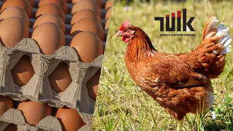 Tavuk Yumurtası Üretimi Haziranda Geriledi