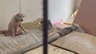 Maskesiz Girilemeyen Hayvan Hapishanesinde Can Pazarı ve Komşulara Tehdit