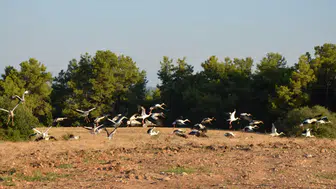 Leyleklerin Göç Molası! Tarlaya İndiler, Dinlenip Yeniden Havalandılar