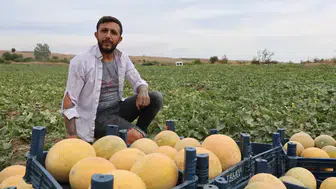 Tarlada 8 Pazarda 20 Lira: Adanalı Üretici Aracıyı Aradan Çıkardı!