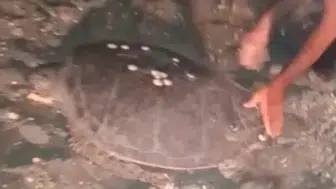 Yolu Şaşıran Caretta Caretta Trafiğe Çıkınca Vatandaş Seferber Oldu