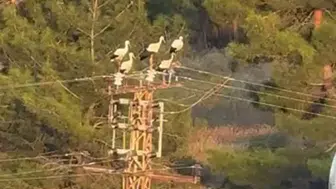 Mersin'de Elektrik Direğine Konan Leylekler Akıma Kapıldı! 3 Leylek Telef Oldu