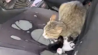 Mersin'de Camı Açık Otomobilde Tatlı Sürpriz: Kedi Araçta Yavruladı