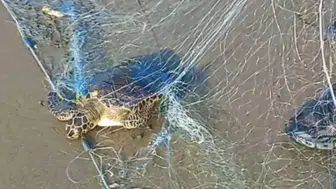 Mersin Sahillerinde Yasa Dışı Avcılık Operasyonu: Caretta Caretta Kurtarıldı