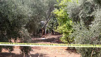 Antalya'da Dehşet! Elleri Bağlı Genç Zeytinlikte Ölü Bulundu