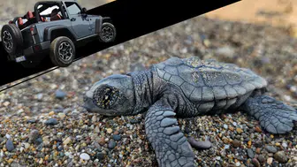 Kumköy Sahili’nde Caretta Alarmı: Yuvalar Araçların Tehdidi Altında