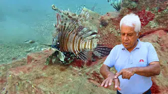 Konyaaltı’nda Zehirli Aslan Balığı Teması