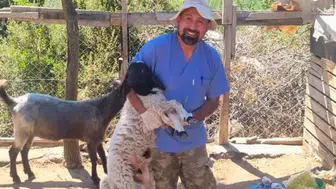 Aksu ve Gündoğmuş'ta Küçükbaş Hayvanlara Kapsamlı Sağlık Taraması