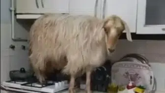 Mutfak Baskını! Eve Giren Keçi Tezgaha Çıkıp Yemek Aradı
