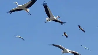 Hatay'da Yüzlerce Leyleğin Göç Yolculuğu Görsel Şölen Oldu