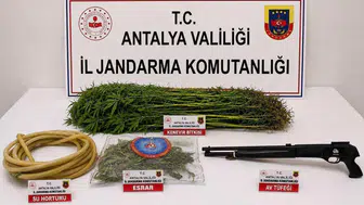Alanya’da Uyuşturucu Operasyonu! 120 Kök Kenevir Ele Geçirildi