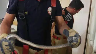 Hatay'da Mahalle Aralarına Giren Yılanlar Korkuttu! Doğaya Bırakıldı