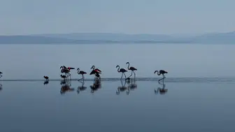 Tuz Gölü’nde Sevimli Flamingo Ailesi Kamerada: Sondaki Yavruya Dikkat!